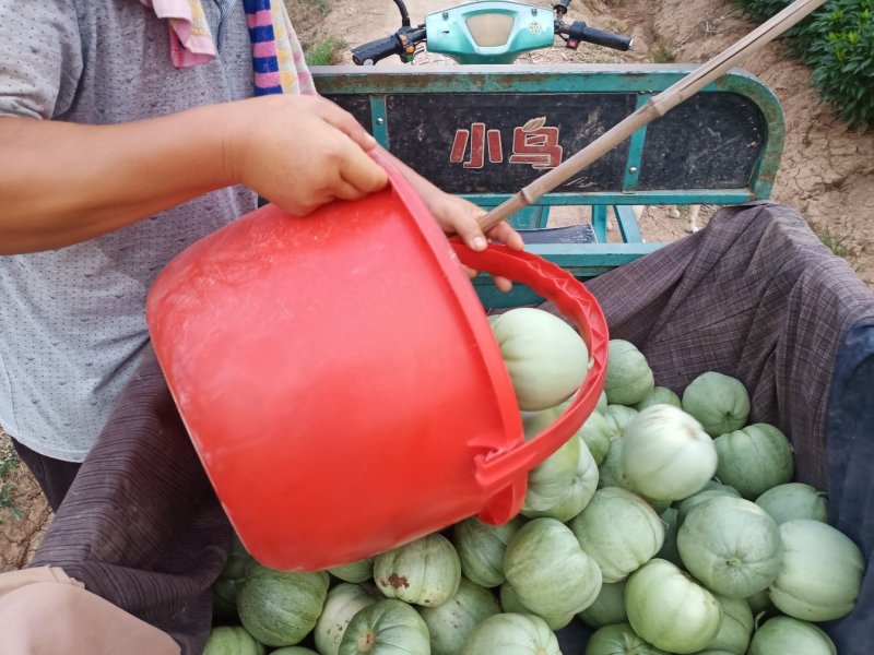 绿宝甜瓜，甜宝甜瓜，大量有货代发货质量保障