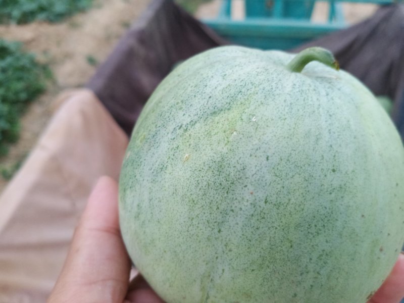 绿宝甜瓜，甜宝甜瓜，大量有货代发货质量保障