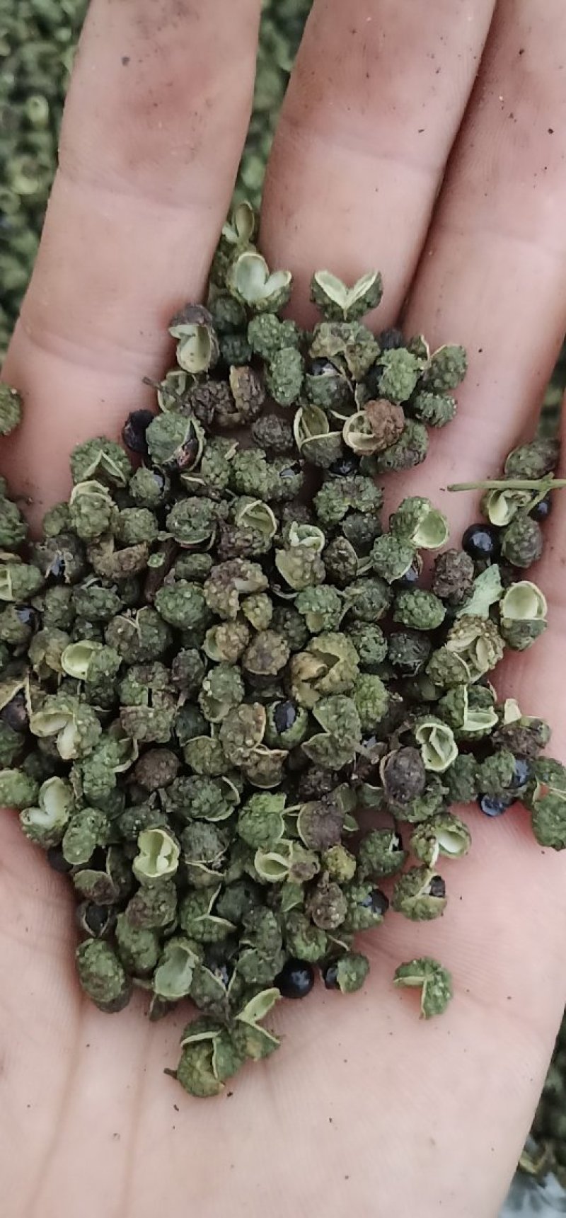 青花椒