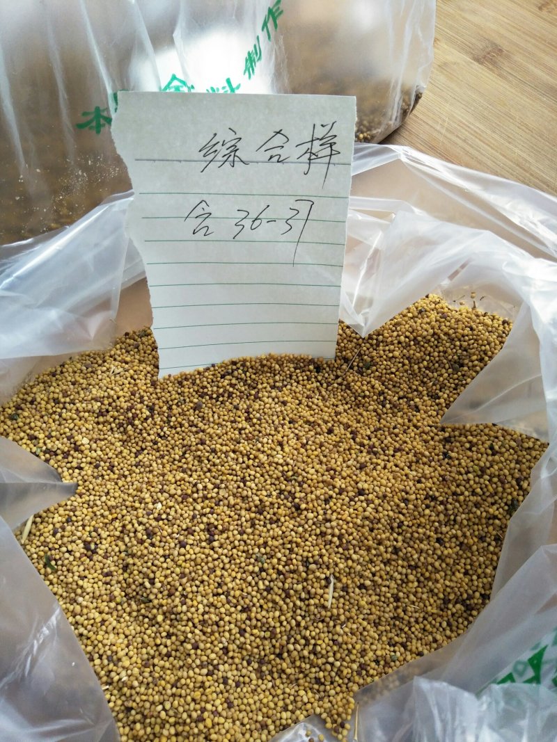 新疆黄油菜籽，油色黄亮水分8左右，香味儿较浓，芥酸高