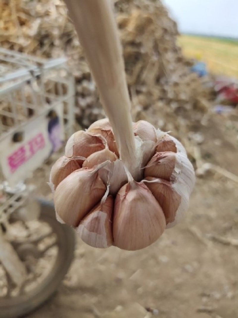 大名蒜种，正宗紫皮红瓣蒜种，诚信经营，保证质量，欢迎朋友