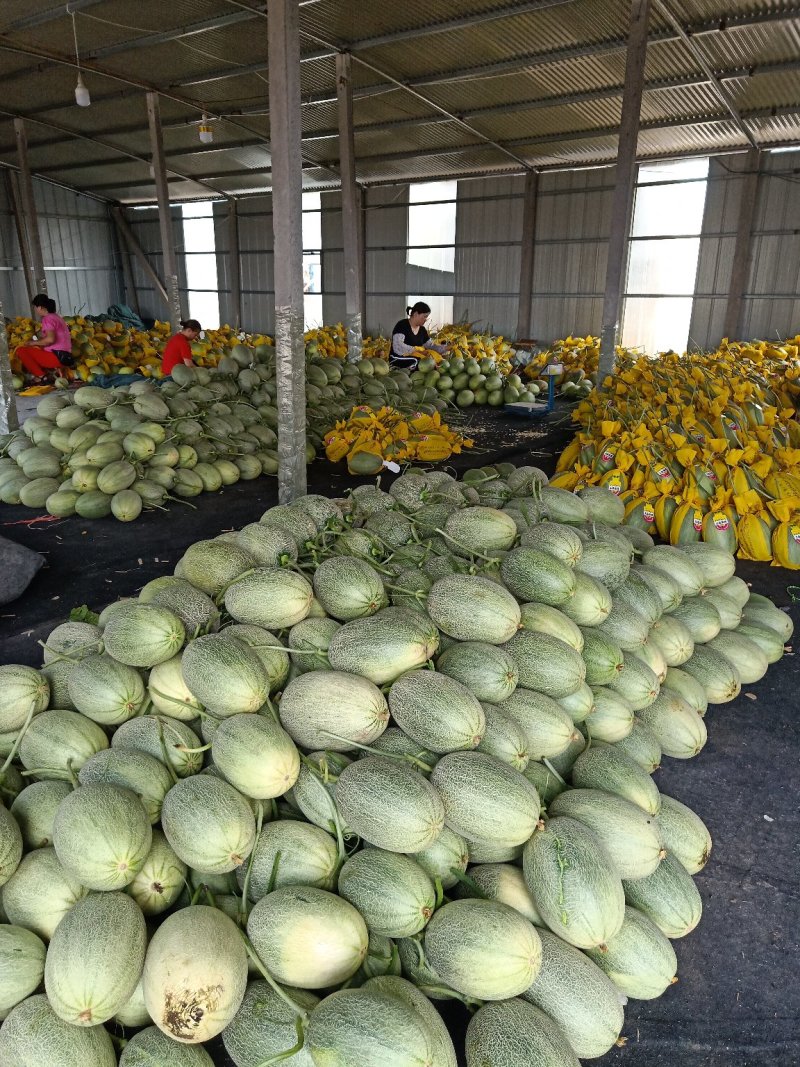 山东耀珑晓蜜25哈蜜瓜，诚信代收，种植面积大，大量上市，