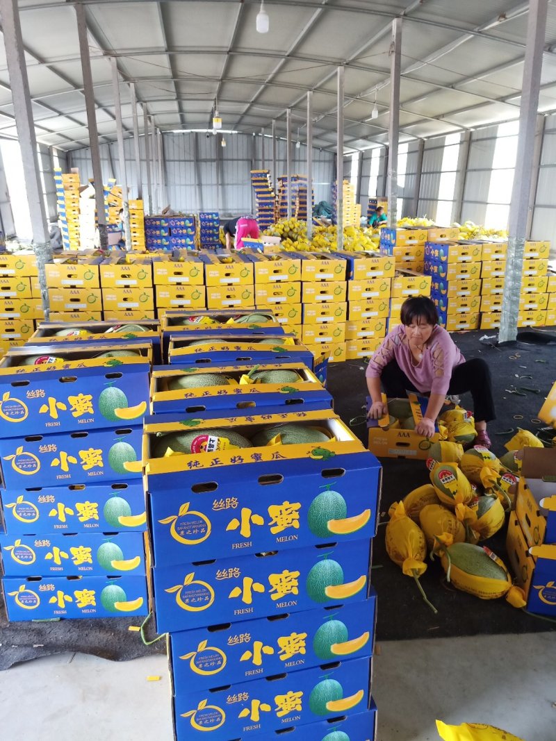 山东耀珑晓蜜25哈蜜瓜，诚信代收，种植面积大，大量上市，