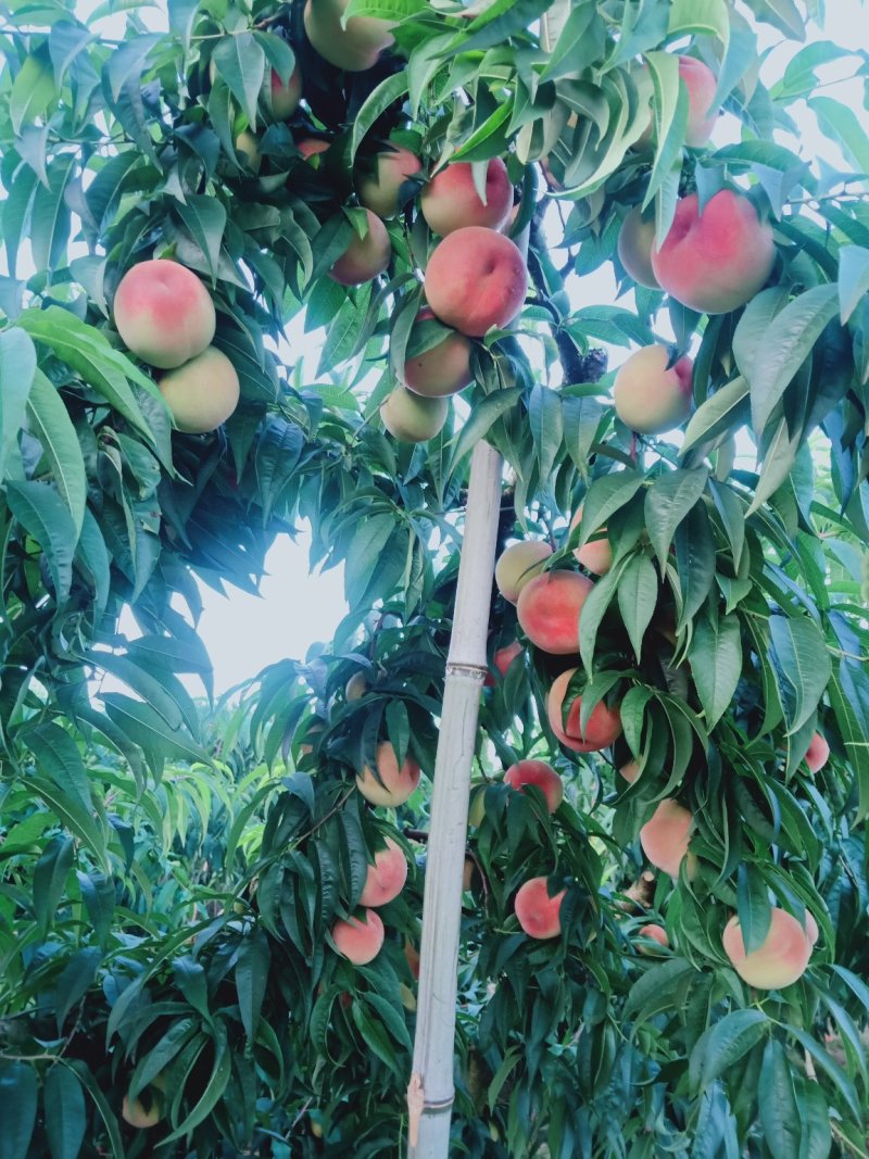 苹果桃