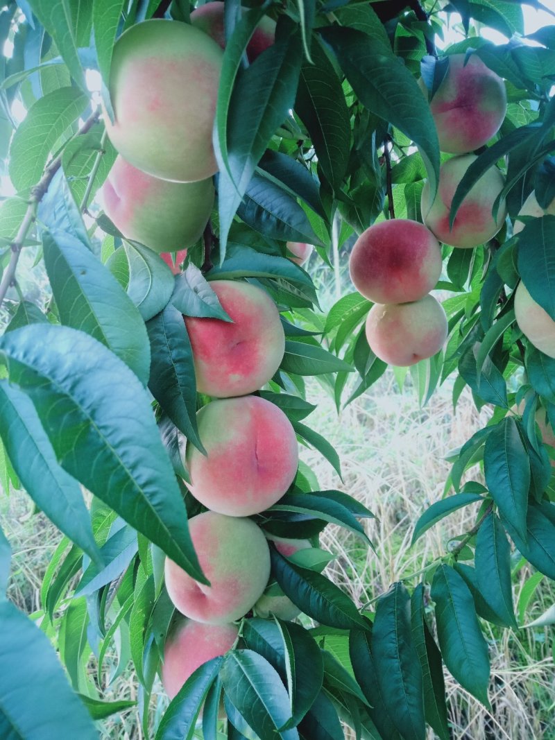 苹果桃