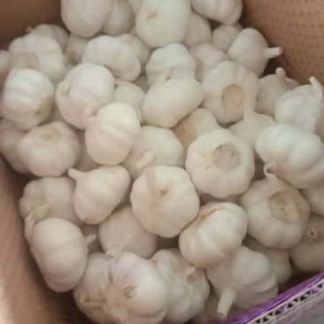 山东金乡白皮蒜，专业储存大蒜，常年供应，诚信经营