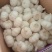 山东金乡白皮蒜，专业储存大蒜，常年供应，诚信经营