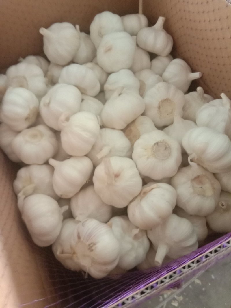 山东金乡白皮蒜，专业储存大蒜，常年供应，诚信经营
