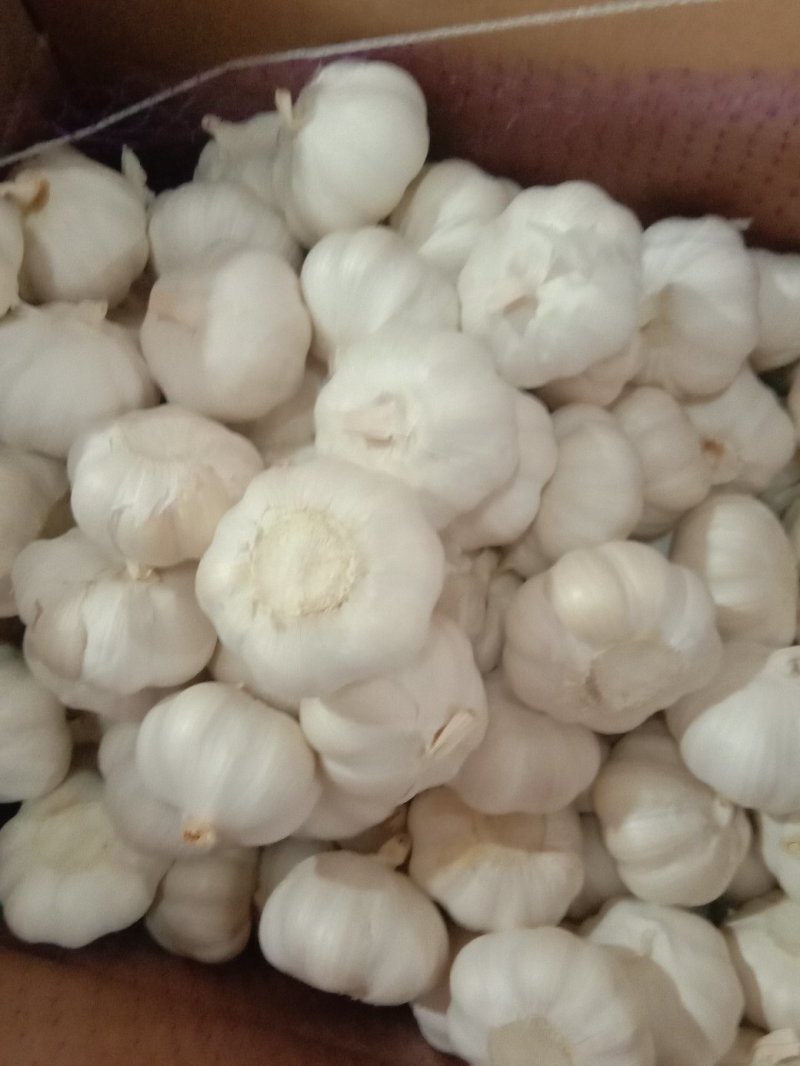 山东金乡白皮蒜，专业储存大蒜，常年供应，诚信经营