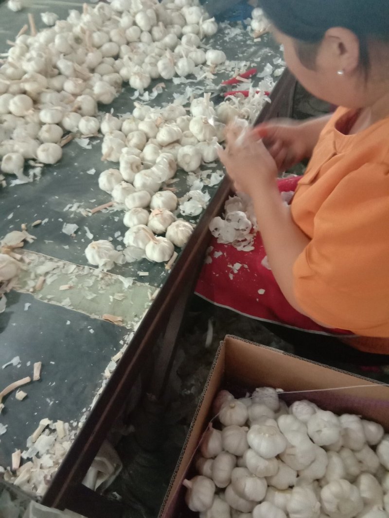 山东金乡白皮蒜，专业储存大蒜，常年供应，诚信经营