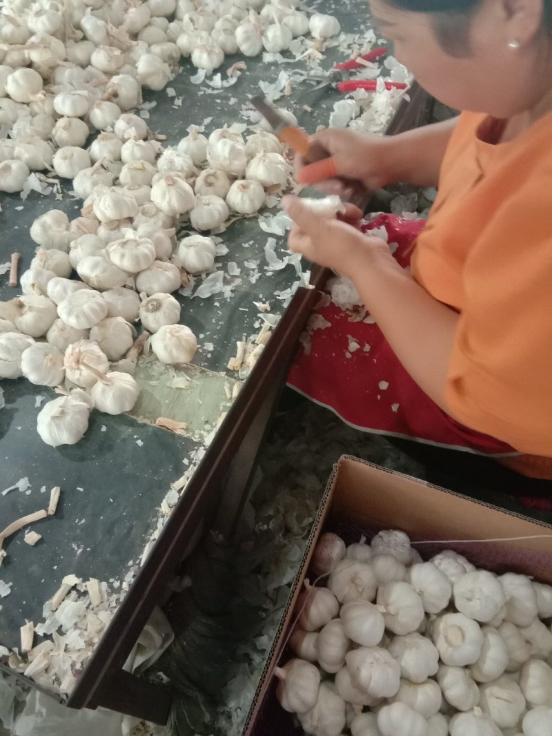 山东金乡白皮蒜，专业储存大蒜，常年供应，诚信经营
