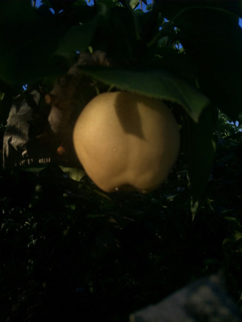 黄金梨
