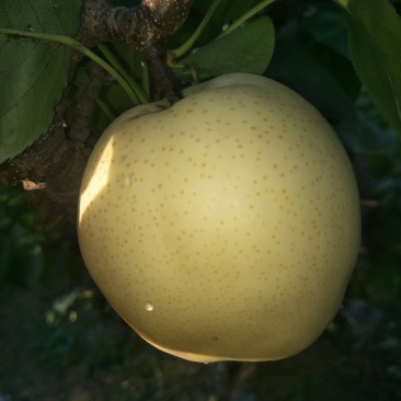 黄金梨