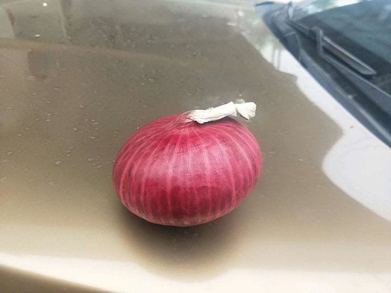库存新紫葱，80以上