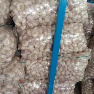 金乡红蒜5cm~5.5cm干蒜