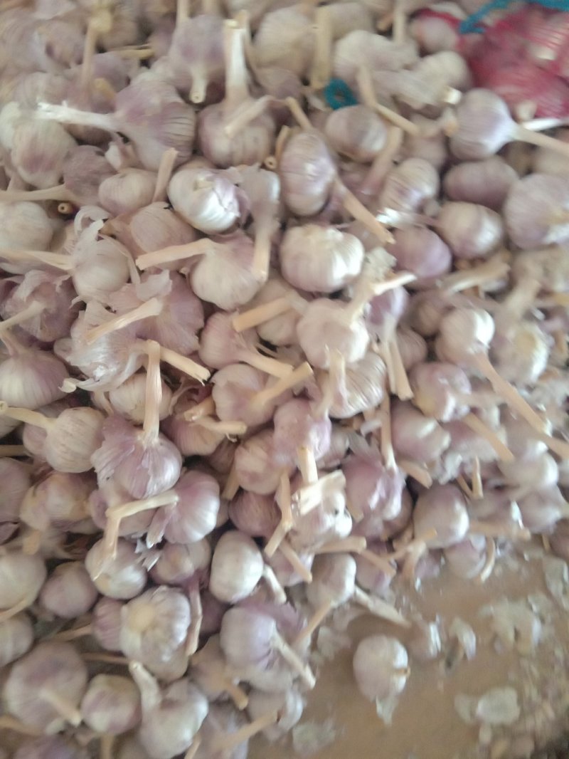 金乡红蒜5cm~5.5cm干蒜