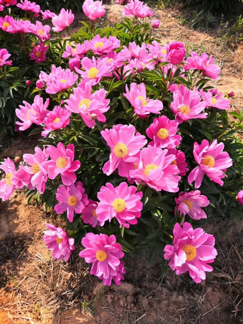 地产药材白芍芽，白芍芽头，保质保量，包销售，