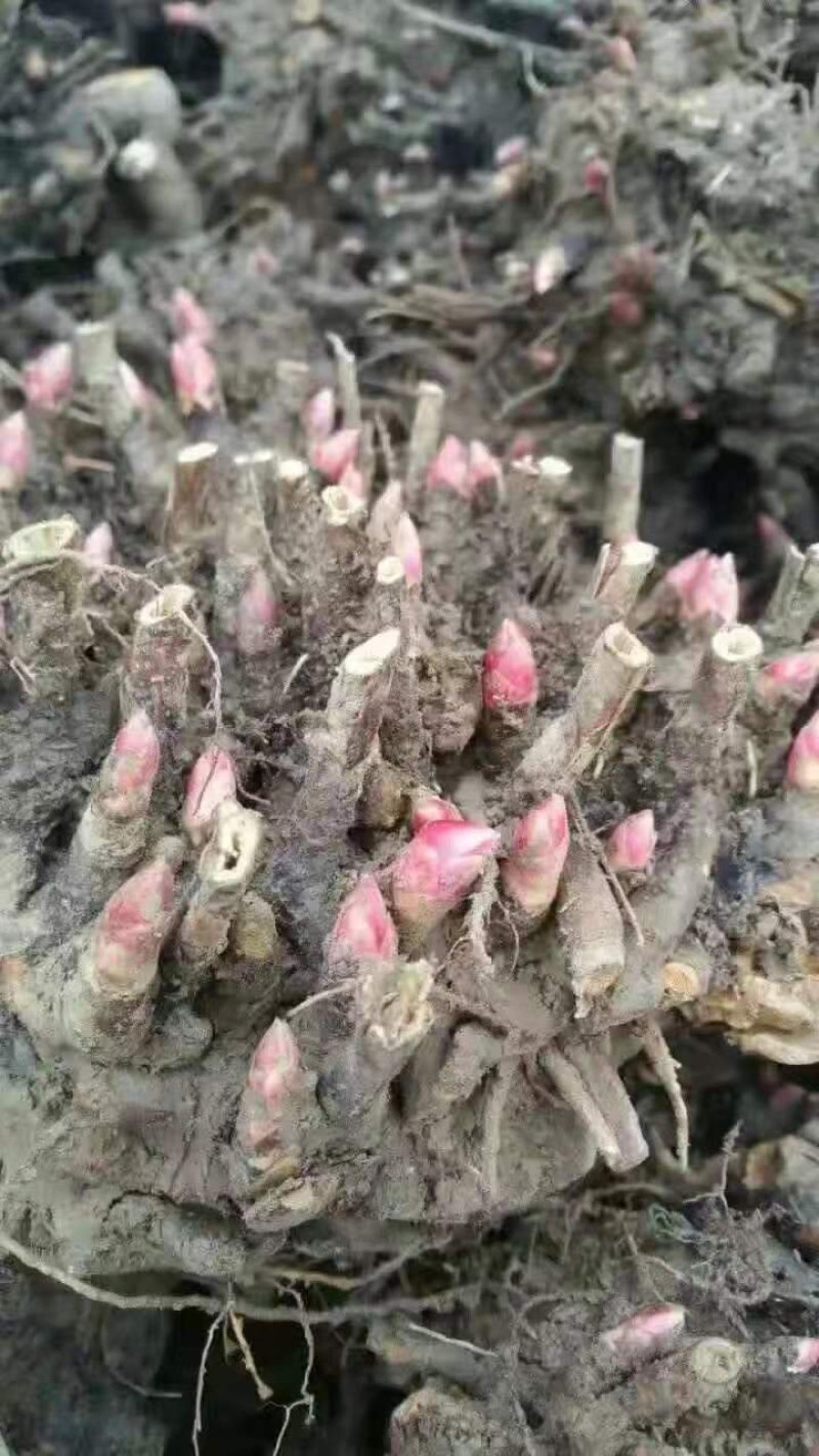 地产药材白芍芽，白芍芽头，保质保量，包销售，