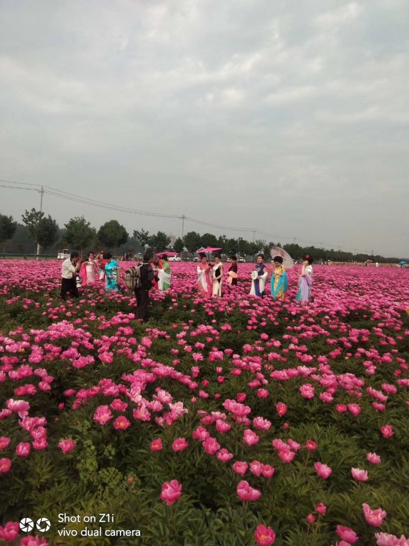 地产药材白芍芽，白芍芽头，保质保量，包销售，