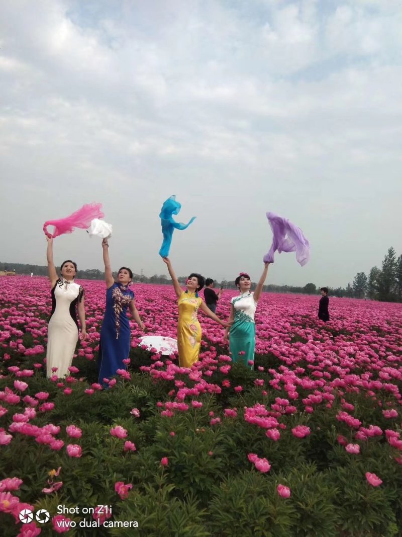 地产药材白芍芽，白芍芽头，保质保量，包销售，