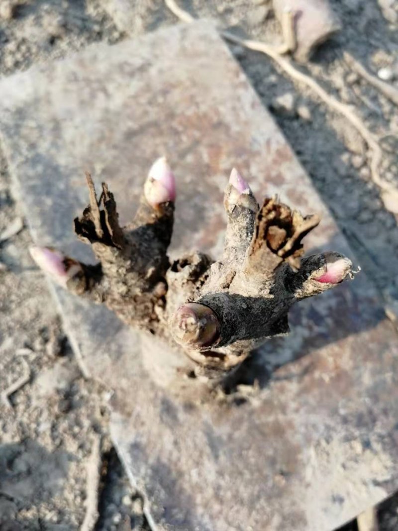 地产药材白芍芽，白芍芽头，保质保量，包销售，