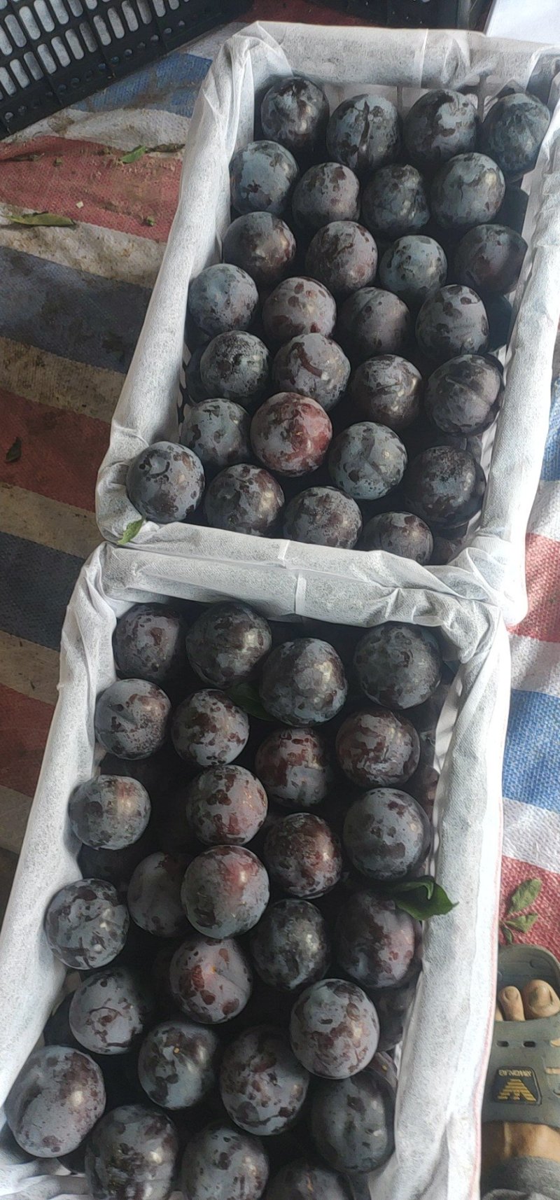 优质大果型黑李，基地直批，货源足，品质优，服务一条龙
