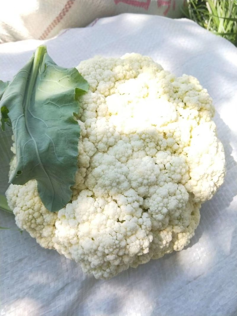 有机花菜