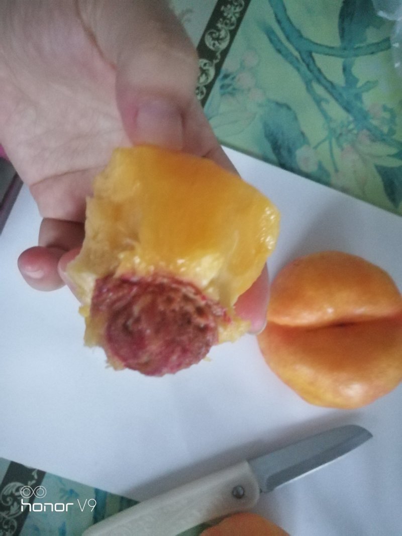 【精选】桃树苗，嫁接中油蟠桃树苗大量供应欢迎下单