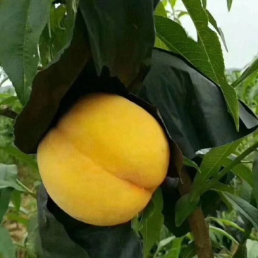 锦绣黄桃苗