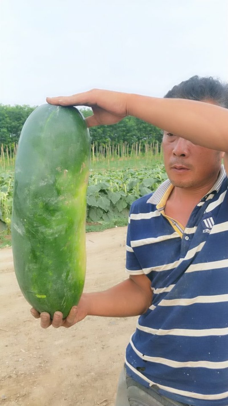 子弹头，黑皮冬瓜