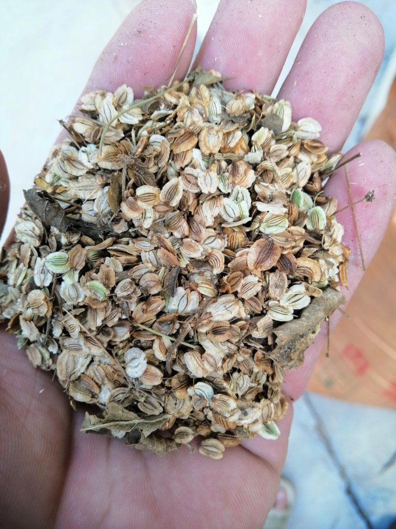 优质白芷