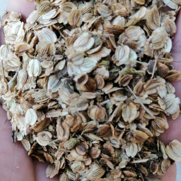 优质白芷
