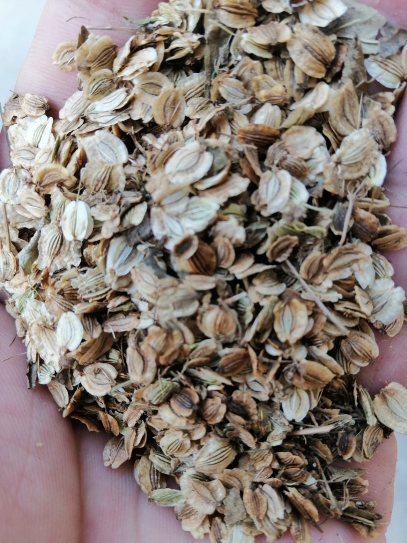 优质白芷