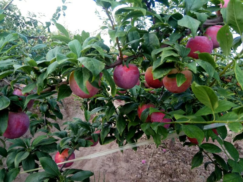 千秋红，李子