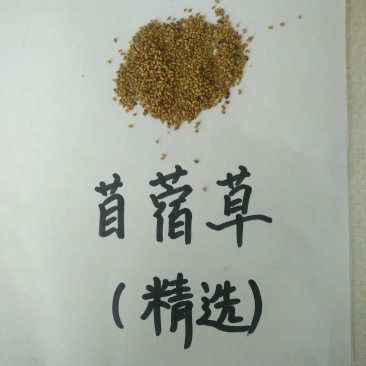 紫花苜蓿种子价格