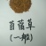 紫花苜蓿种子价格