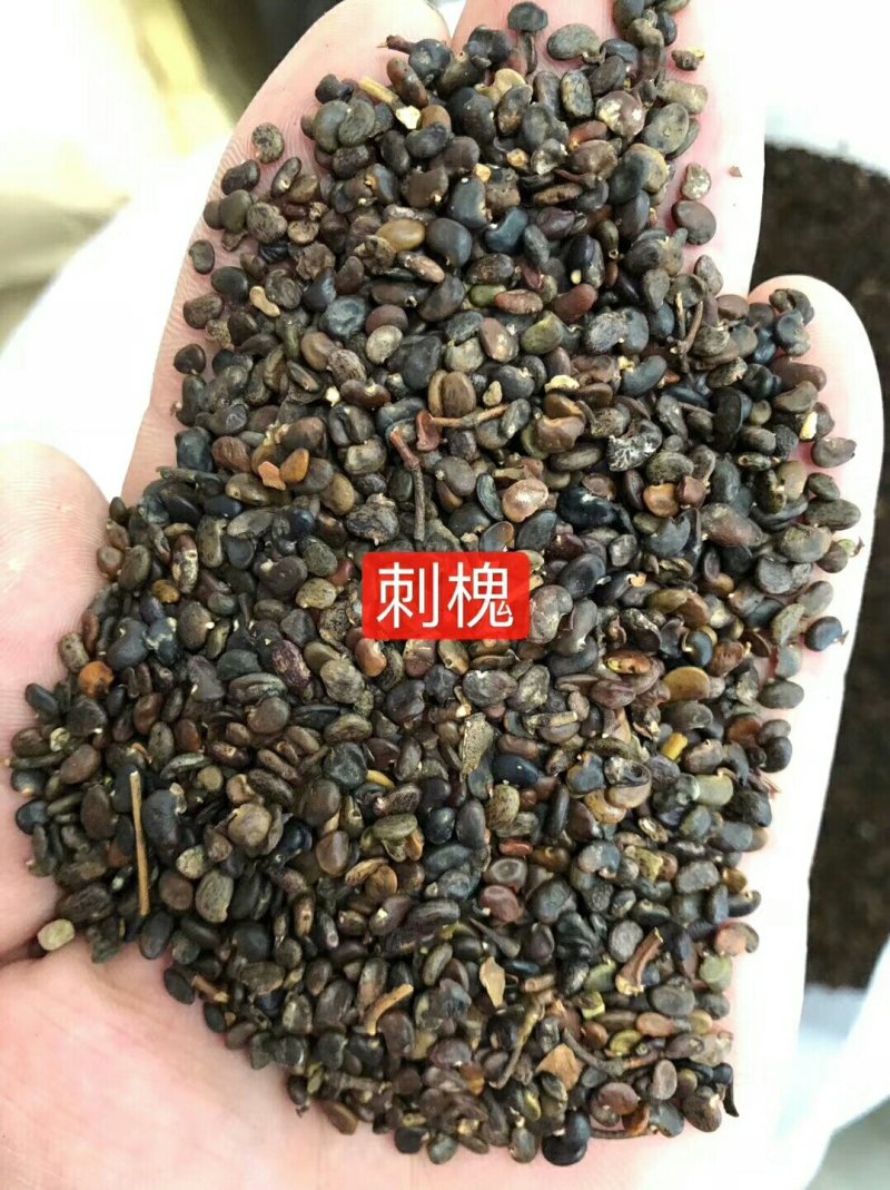 紫花苜蓿种子价格