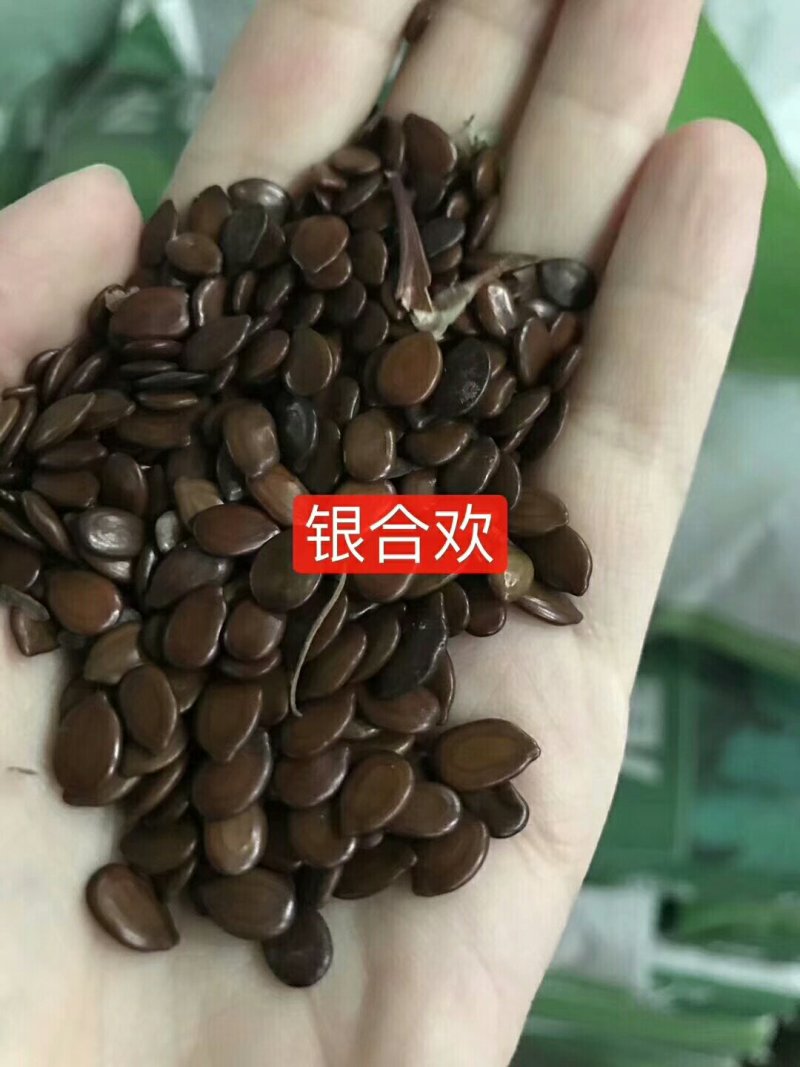 紫花苜蓿种子价格