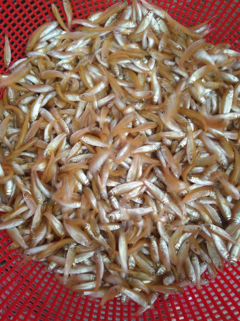 金草鱼苗金丝草鱼苗金鲩鱼苗