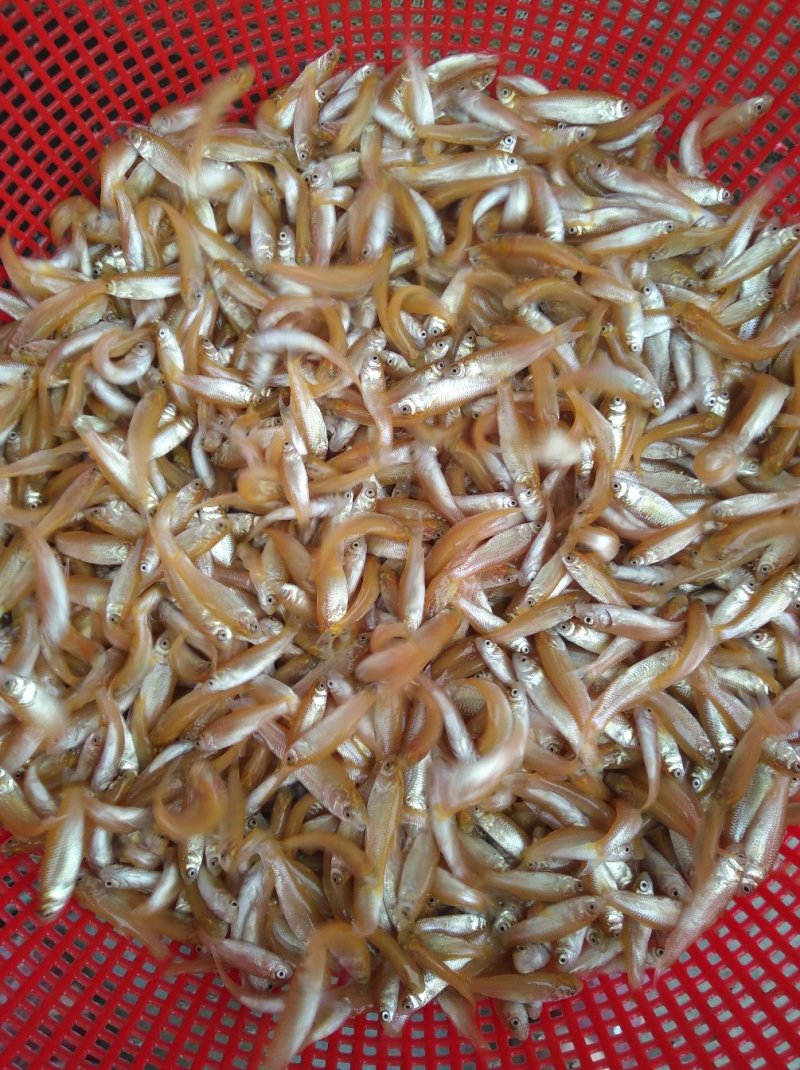 金草鱼苗金丝草鱼苗金鲩鱼苗