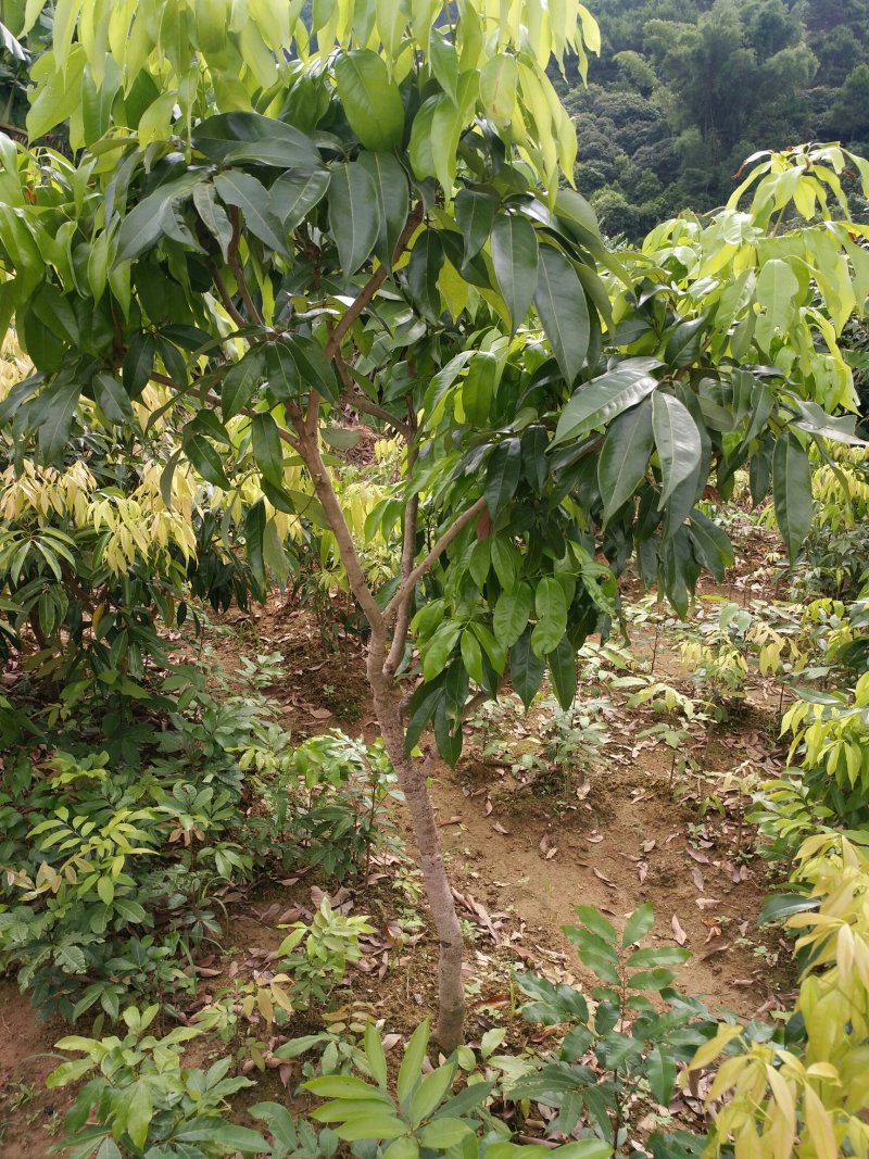 正宗嫁接荔枝树苗妃子笑糯米滋桂味无核果树苗当年结果南北方