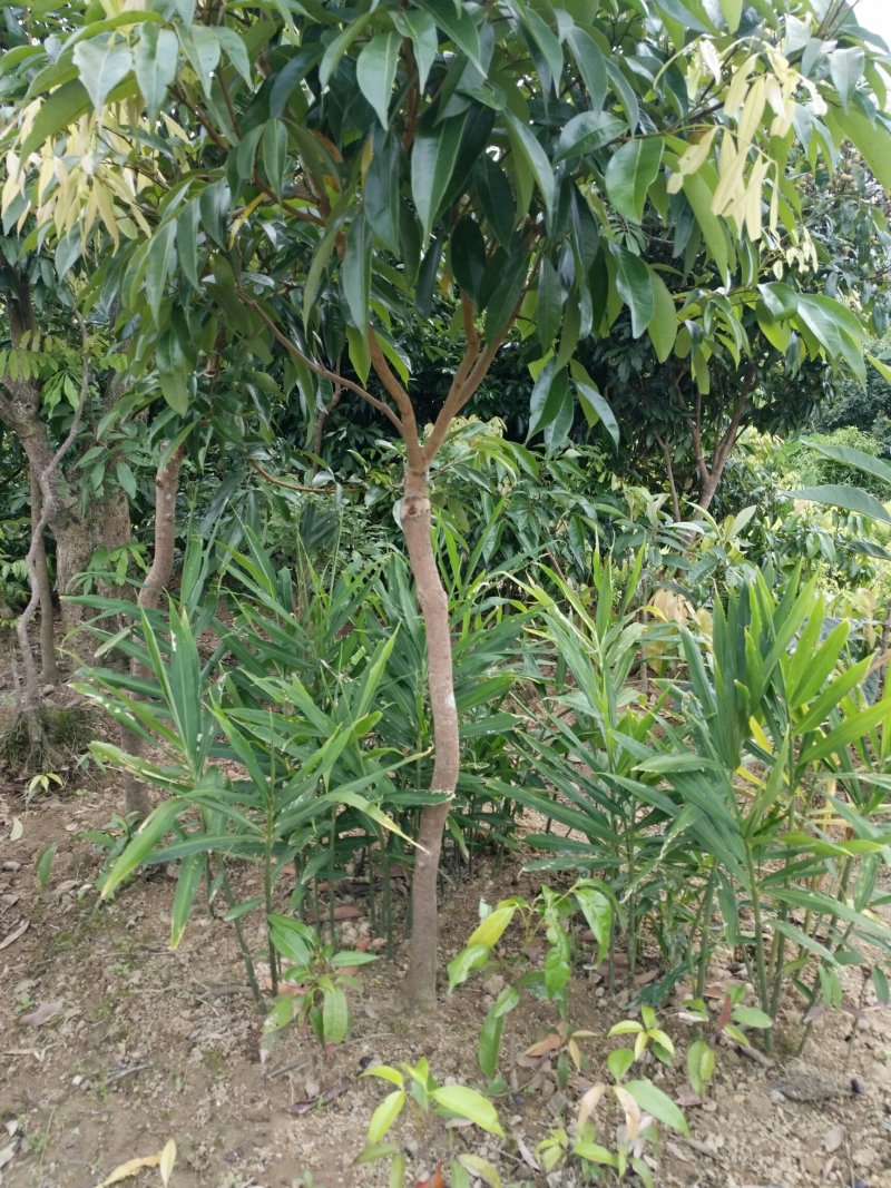 正宗嫁接荔枝树苗妃子笑糯米滋桂味无核果树苗当年结果南北方