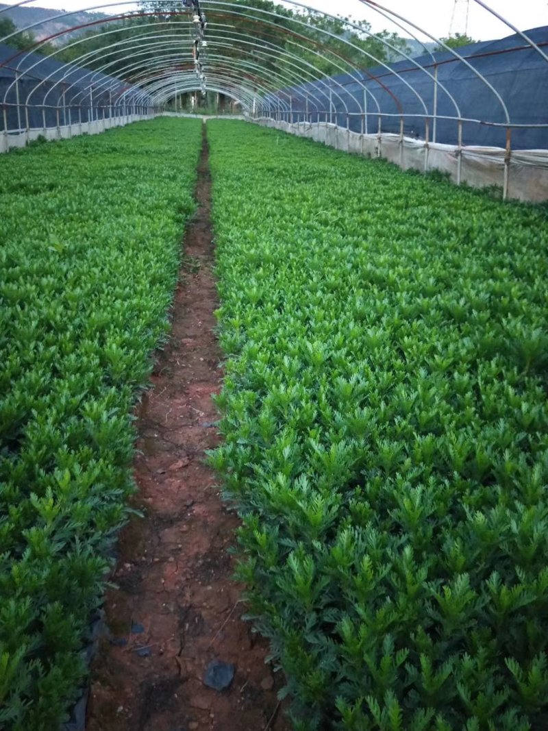 黄金菊小杯苗，黄金菊苗圃直销，黄金菊绿化苗木，黄金菊