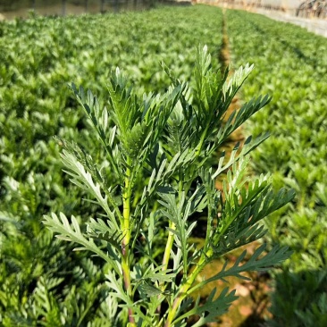 黄金菊小杯苗，黄金菊苗圃直销，黄金菊绿化苗木，黄金菊