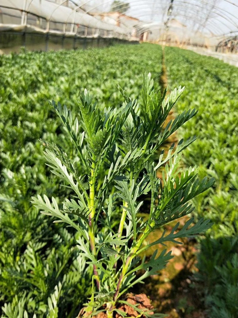 黄金菊小杯苗，黄金菊苗圃直销，黄金菊绿化苗木，黄金菊