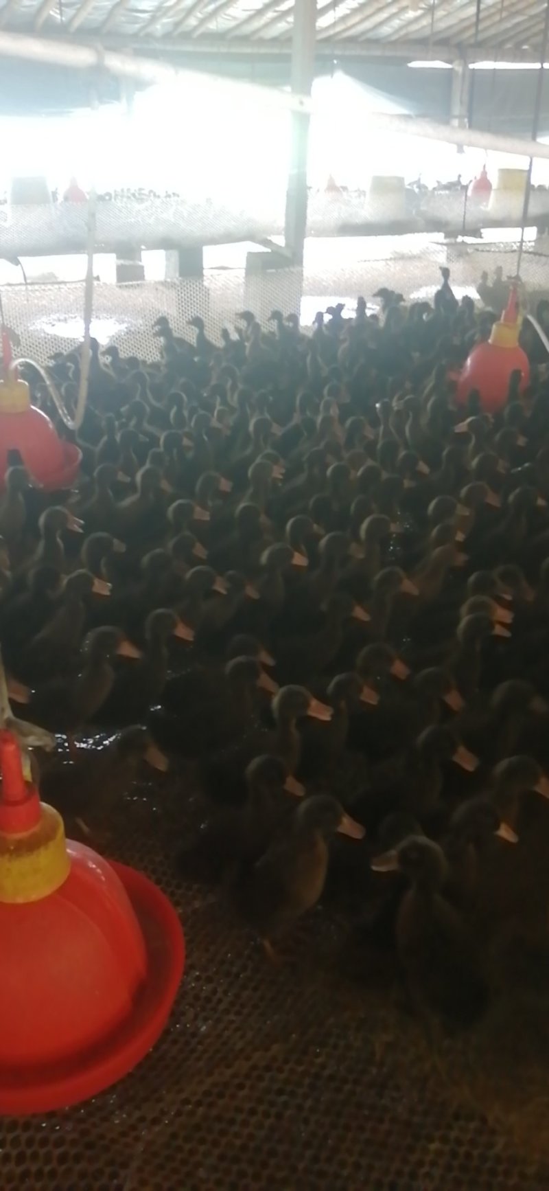王氏鹅业
