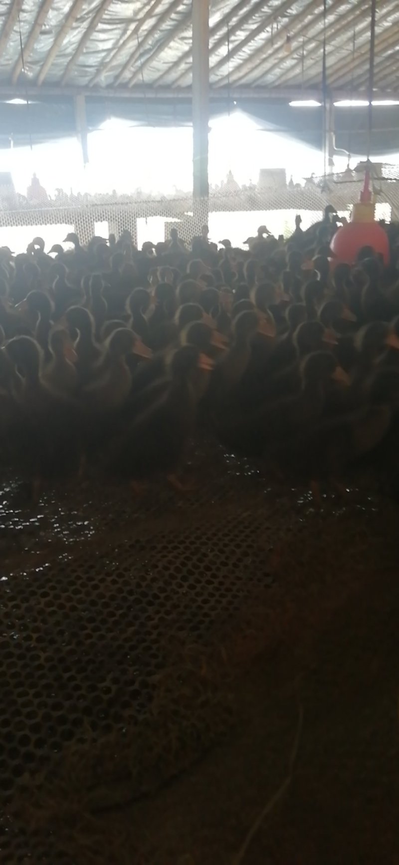 王氏鹅业