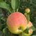 苹果（早熟苹果批发~）美八红露红富士货源充足价格美丽