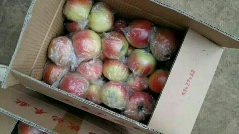 苹果（早熟苹果批发~）美八红露红富士货源充足价格美丽