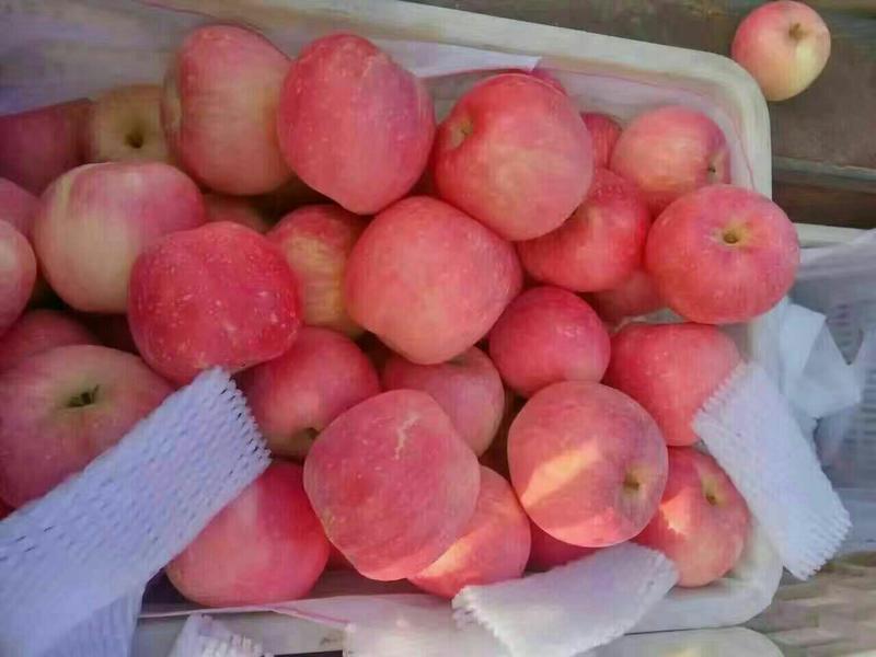 苹果（早熟苹果批发~）美八红露红富士货源充足价格美丽